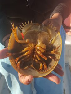 The underside of a horseshoe crab