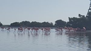 Flamingos hanging out