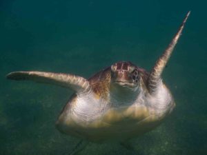 A turtle swimming up to say hello while snorkeling in Akumal on a Riviera Maya excursion