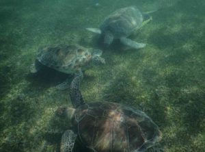 3 turtles on the bottom of the ocean in Akumal Bay