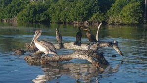 A pelican and birds on a log in Rio Lagartos