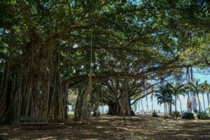 The giant banyan tree by the Honolulu Zoo