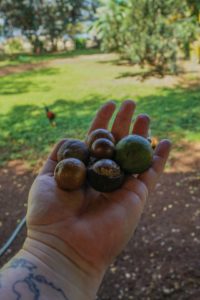 Hand holding macadamia nuts and coffee nuts with a coffee tree in the background