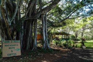 Banyan tree at the macadamia nut store. Sign is infront of the tree and the store peeks through the trees.
