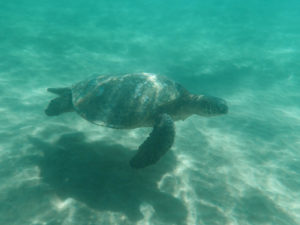 A turtle swimming right past me just off the shore