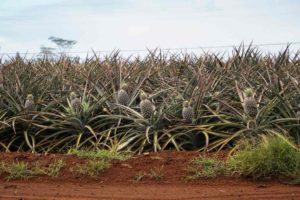 Pineapples growing in a field on Dole Plantation