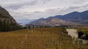A large field of grape vines with mountains and Okanagan Lake in the background