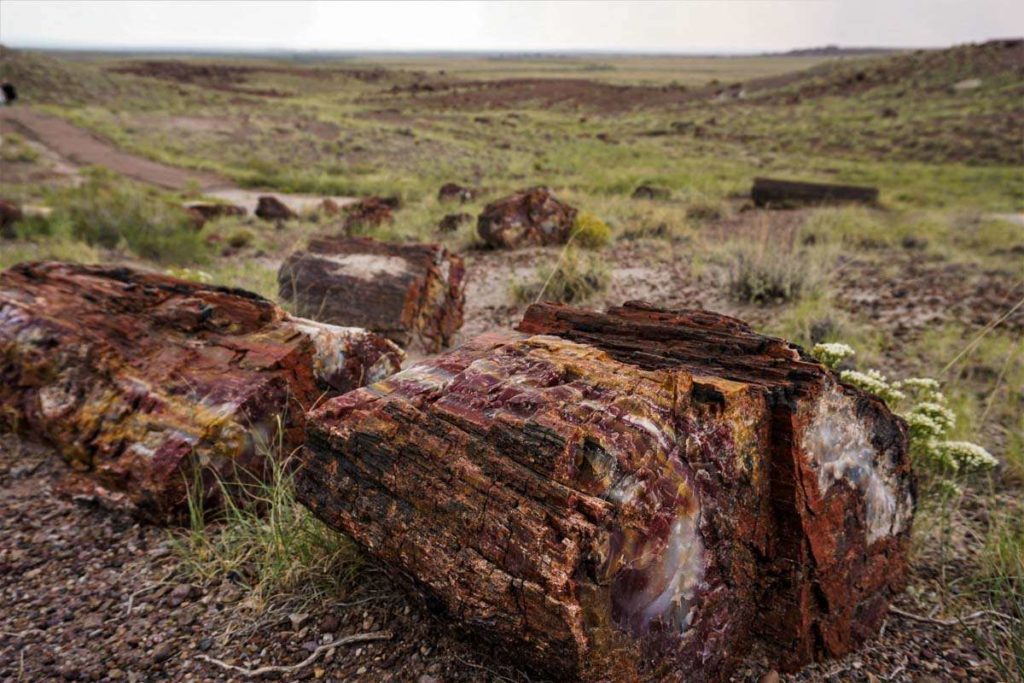 A close up view of a big piece of petrified wood with a field full of chunks of wood behind it. 
